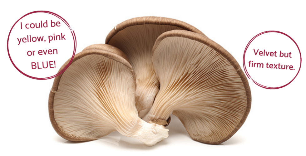 Oyster Mushrooms Australian Mushroom Growers 