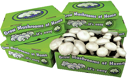 Mushroom Kits