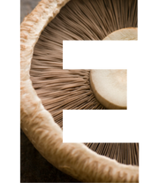 Health benefits of Australian mushrooms