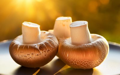 MEDIA RELEASE: Vitamin D mushrooms – a food-based solution to Aussies’ vitamin D deficiency: world-first research